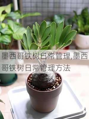 墨西哥铁树日常管理,墨西哥铁树日常管理方法