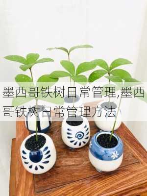 墨西哥铁树日常管理,墨西哥铁树日常管理方法