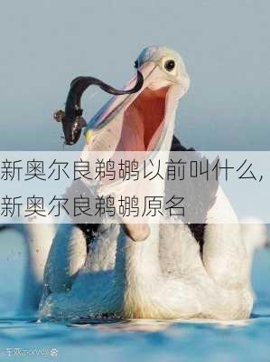 新奥尔良鹈鹕以前叫什么,新奥尔良鹈鹕原名